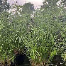 Image result for Cyperus papyrus