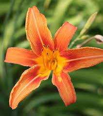 Hemerocallis fulva tawny daylily orange daylily tiger daylily ditch lily daylilies most of us refer to the flowers in this picture as an orange lily or a tiger lily but some people call this day lily a ditch lily blackberry lily iris domestica syn belamcanda chinensis. Top 25 Most Beautiful Lilies