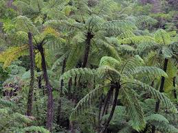 Check spelling or type a new query. Identify New Zealand S Common Tree Ferns Ponga Mamaku Katote Wheki And Wheki Ponga Te Papa S Blog