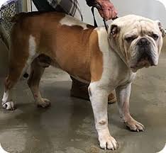 Shelters provide a variety of services that promote the humane treatment of animals in palmdale. Palmdale Ca English Bulldog Meet Bruno A Dog For Adoption Http Www Adoptapet Com Pet 17679213 Palmdale California English Bulldog Bulldog Dog Adoption