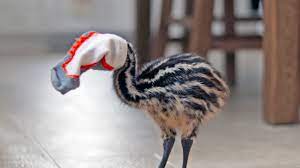 Soft feathered brown flightless birds with long necks and legs. Our New House Pet That Will Grow 6 Feet Tall Youtube