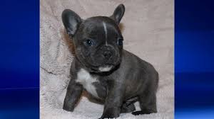Although other breeds were used in its early ancestry, today only two purebred french bulldogs can produce a the difference between a blue nosed pitbull and a red nosed pitbull has nothing to do with their nose it is the colour of their fur and akin. Blue French Bulldog Puppy Pinched From Cochrane Area Breeder Ctv News
