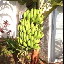 Why Did I Think Bananas Grew In The Downward Direction How To Grow Bananas Banana Growing