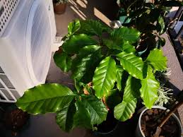 100均植物たちの成長 コーヒーノキ その７ 3年後 葉焼けそして復活の兆し 2020秋 ぴすけの庭