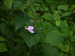 Image result for Vigna vexillata