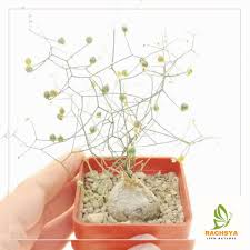 Image result for Schizobasis intricata