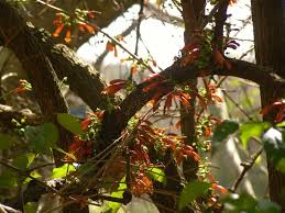 Image result for Halleria lucida