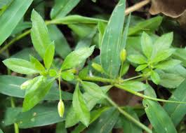 Image result for Glinus