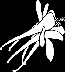 Image result for Stomatanthes