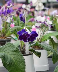 Image result for Streptocarpus sp.nov. aff. S. grandis