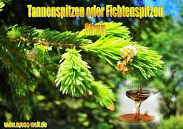 Tannenspitzen Fichtenspitzen Sirup Wenn Die Zeit Ran Ist Und Die Spitzen Der Baume Hervorbrechen Ist Es Zeit Fur Die Mai Sirup Fichten Getranke Alkoholfrei