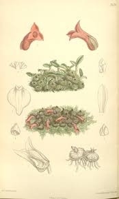 Image result for Stolzia compacta