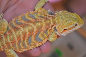 For a short time, a hatchling can be kept in a 20 gallon aquarium. Males Carolina Classic Dragons Bearded Dragon Colors Bearded Dragon Cute Bearded Dragon