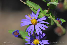 Top picks for spring hikes with wildflowers. Us Wildflower S Database Of Blue Wildflowers For Georgia