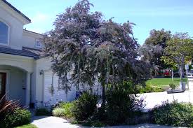 Image result for Acacia pentagona