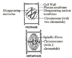 Check spelling or type a new query. Practical Booklet Biology4isc