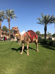 Rental also includes animals who are hired out at a specific rate for a specific time. Pony Rides Camel Rides Petting Zoos Exotic Animal Rental