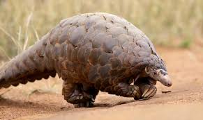 A list of african animals with scientific names. The Pangolin The Strangest And Most Desired Animal In The World Openmind