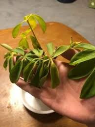 前にカポックで相談したのですけど この茎って切った方が良いですか 切るな Yahoo 知恵袋