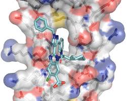 Image result for Exochaenium debile