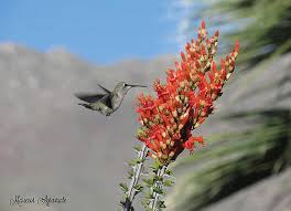 Anza - Borrego Desert Hummingbird and Ocotillo Photograph by ...