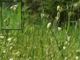 Image result for Briza minor