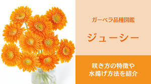 ガーベラ「ジューシー」の色や咲き方・水揚げ方法・花言葉を解説｜Bloom Note（ブルームノート）
