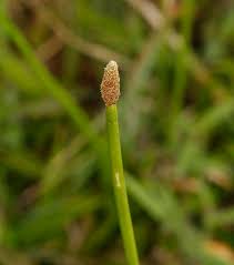 Image result for Eleocharis acutangula