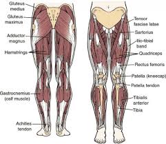 Smartdraw includes 1000s of professional healthcare and anatomy chart templates that you can modify and make your own. Hip Muscle And Ligament Anterior View And Posterior View