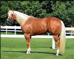 Welcome To Ellis Quarter Horses Quarter Horse Horses Aqha Horses