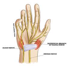 Image result for Hand Anatomy