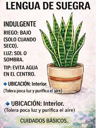 Lengua de suegra