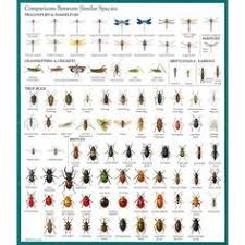 9 Best Insect Identification Images Insects Insect