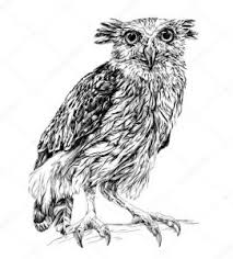 Banyak sekali jenis burung misalnya merak, merpati, hantu, kakak tua dan masih banyak lagi. Aneka Gambar Burung Hantu Yang Digemari Anak Dan Orang Dewasa Serba Serbi Djawanews Com