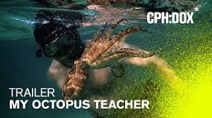 The octopus in my octopus teacher. (netflix). My Octopus Teacher Trailer Cph Dox 2020 Youtube