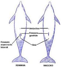 Longs, fusiformes, pourvus de nageoires, le requin et le dauphin présentent une morphologie totalement adaptée à leur milieu de vie, l'eau. Grand Dauphin Wikipedia