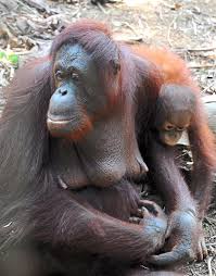 The bukit merah orang utan island (oui) foundation has been conducting behavioral and veterinary research on orangutans as an attempt at ex situ conservation. On This Island In Perak You Re In A Cage And Orang Utans Watch You The Star