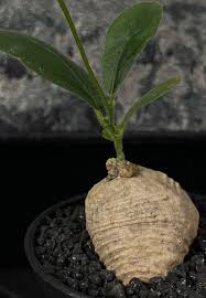 Image result for Trochomeria macrocarpa