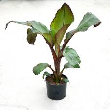 Image result for Ensete ventricosum