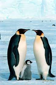 Looking For Love Animals That Mate For Life Animals Bird Species Penguins