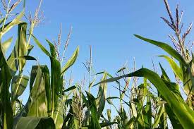 Agar tanaman jagung dapat tumbuh dengan baik dan benar, tanaman jagung haruslah memiliki lokasi penanaman yang baik. Cara Menanam Jagung Yang Baik Dan Benar Untuk Pemula Artikel Pertanian Terbaru Berita Pertanian Terbaru