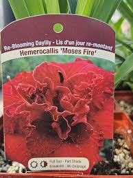 Image result for Hemerocallis `Moses Fire`