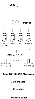Itraq is the global location tracking device with the longest battery life. Differential Urinary Proteomics Analysis Of Myocardial Infarction Using Itraq Quantification