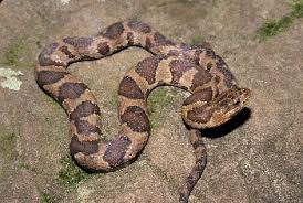 Maybe you would like to learn more about one of these? Southeastern Reptile Rescue Non Venomous Snakes