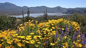 For most desert flowers, to see fields of them, you must travel to very specific locations. Where To See Arizona Wildflowers In 2021 Hikes And Scenic Drives
