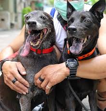 Animal Rescue Group Pays For Single Mother S Dog To Get Lifesaving Surgery Taipei Times