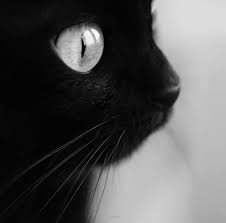 Cat Eye Pets Cats Cats Crazy Cats