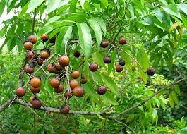 Image result for Sapindus saponaria