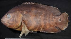 We did not find results for: Checklist And Practical Identification Key For The Cichlid Fishes Cichliformes Cichlidae Of The La Plata Drainage In Bolivia Including Three New Geographical Records Biorxiv
