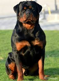 Pin On Rottweiler Dogs And Puppies